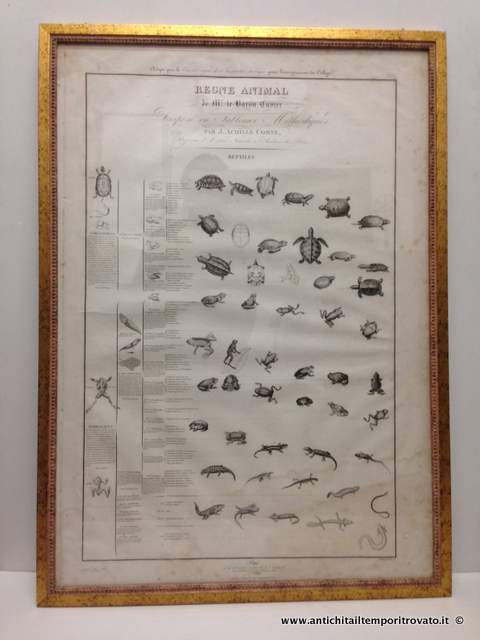 Antica litografia Reptiles: Le Regne Animal - Le regne Animal