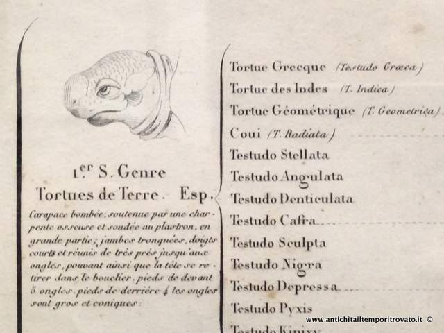 Oggettistica d`epoca - Stampe e dipinti - Antica litografia Reptiles: Le Regne Animal Le regne Animal - Immagine n°4  