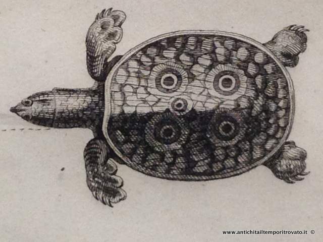 Oggettistica d`epoca - Stampe e dipinti - Antica litografia Reptiles: Le Regne Animal Le regne Animal - Immagine n°7  