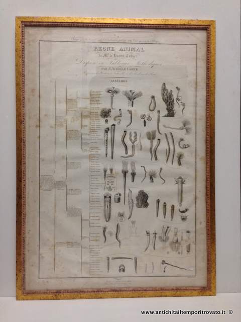 Le Regne Animal Baron Cuvier, inc Dumenil - Antica litografia dell`800