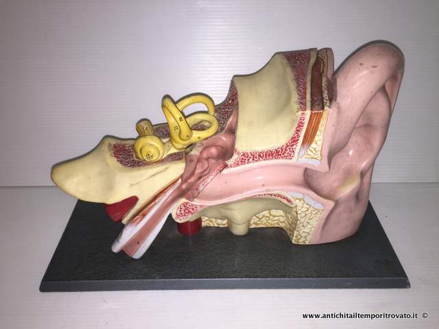 Oggettistica d`epoca - Strumenti scientifici
Antico modello anatomico dell orecchio - Modello anatomico in composizione
Immagine n° 
