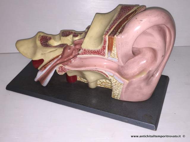 Oggettistica d`epoca - Strumenti scientifici - Antico modello anatomico dell orecchio - Immagine n°5  