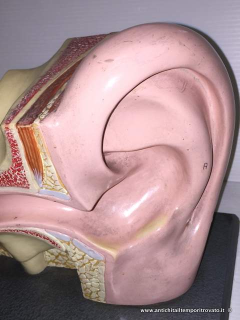 Oggettistica d`epoca - Strumenti scientifici - Antico modello anatomico dell orecchio - Immagine n°6  