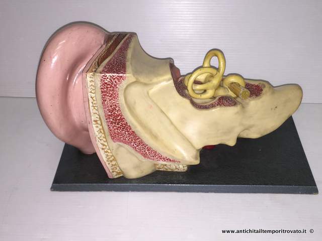 Oggettistica d`epoca - Strumenti scientifici - Antico modello anatomico dell orecchio - Immagine n°9  