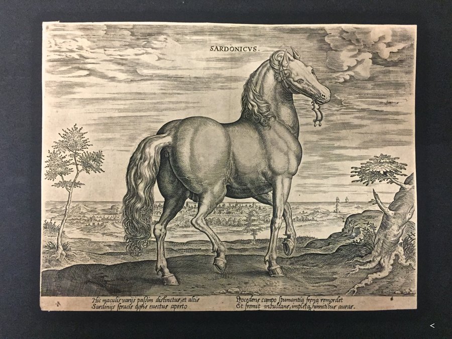 Sardonicvs: rarissima incisione su rame - Antica e rara incisione di un cavallo sardo